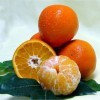 Sugar Belle citrus cultivar. Mix of sweet Clementine and Minneola varieties. UF cultivars, oranges, citrus.