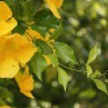 Flowers and leaves of cat's-claw vine. The 3-pronged "claws" that replace the terminal leaflet in each compound leaf are visible at the lower right.