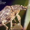 Adulto del picudo de la melaleuca, Oxyops vitiosa (Pascoe), en una hoja de melaleuca