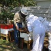 Backyard beekeeping set-up using hives with movable frames. Beekeeper has not exceeded the number of hives on this parcel. Hives are facing the fence, which acts as a flyway barrier