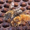An Africanized honey bee (left) and a European honey bee on honeycomb