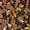 African honey bee queen surrounded by worker bees