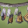 A composite of various views of a monarch butterfly emerging from its chrysalis.