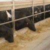 Beef cattle in a confined feeding operation