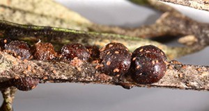 Adult female black scales, Saissetia oleae (Olivier) on cultivated olive (Olea europaea L.).