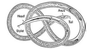 Schematic diagram showing detailed morphological features of a dagger nematode, Xiphinema spp.