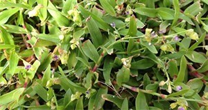 A close-up of doveweed plants growing within the turf