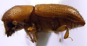 Adult female Xyleborus affinis.