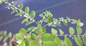 Long-stalked phyllanthus in flower.