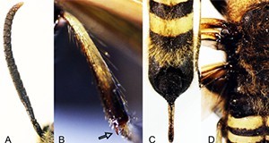 Eriotremex formosanus (Matsumura). A- antenna. B- metatibial spur. Abdomen (C) and mesonotum (D) with long golden setae (hair-like projections).