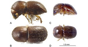 Adult Euwallacea fornicatus (Eichhoff). A-B female, C-D male.