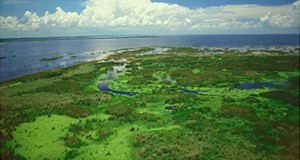 A photo of Lake Okeechobee, looking out over the western marsh region to the open waters of the large lake.