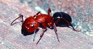 Adult carpenter ant major worker.