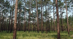 Florida forest
