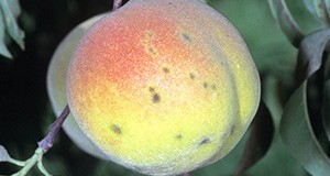 Typical fruit lesions on mature fruit, which is atypical for peach production in Florida.