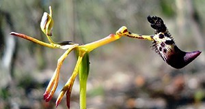 Flower of Drakaea livida, an orchid visually resembling a wasp in flight.