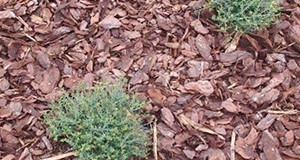 Coarse pine bark nuggets and other mulch materials
