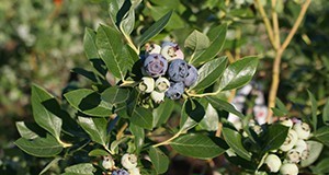 High-bush blueberries grown in Florida