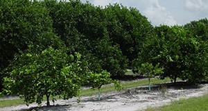 Scattered resets in a citrus grove