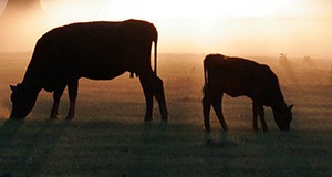 cow and calf in silhouette