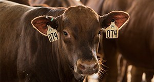 Cow with ear tags in a pin with other beef cattle