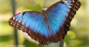 Captive adult female Morpho peleides Kollar.