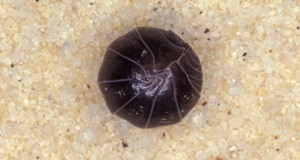 Pillbug, Armadillidium vulgare (Latreille), rolled into a ball.