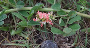 Flowers of creeping indigo arise from the base of the leaves and are pink to salmon in color.