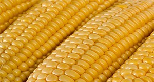 Cobs of sweet corn