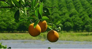 Oranges on a tree with an orchard in background