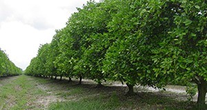 Skirted and hedged citrus trees