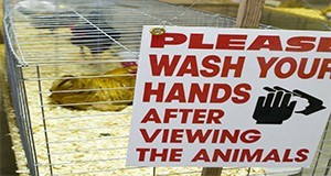 A "please wash your hands" sign affixed to chicken cages at the poultry exhibit during the 4H Livestock show.