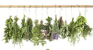 Fresh herbs hanging to dry
