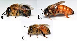Honey bee castes: a. drone (male), b. queen (reproductive female), and c. worker (non-reproductive female).