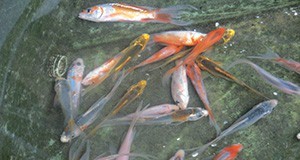 A group of young-of-the-year koi displaying the typical KSD behavioral abnormality of extreme lethargy manifesting as fish lying motionless on their sides or bellies on the bottom of the tank.