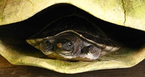 Juvenile hicatee inside shell of adult.