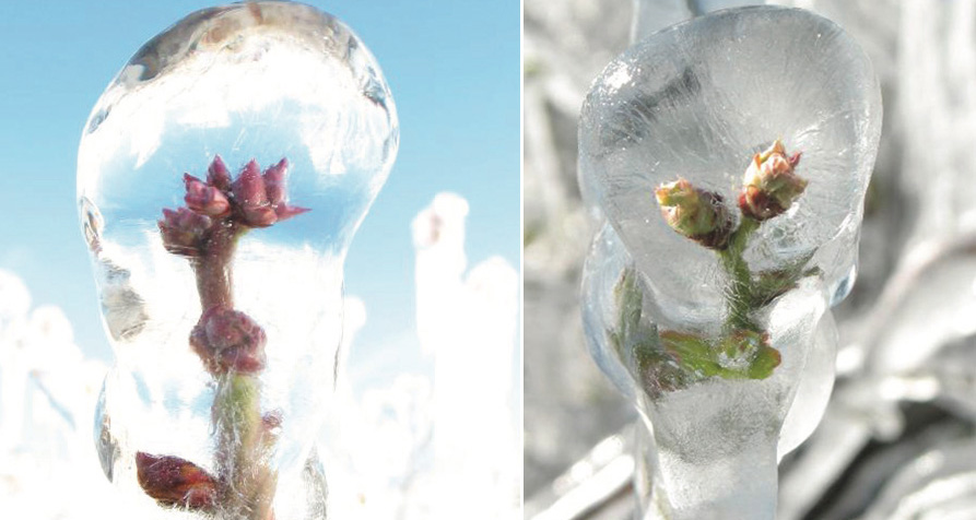 Frozen blueberry flower buds.