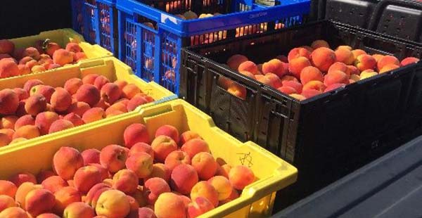 'UF Sun' peaches in plastic bins. 