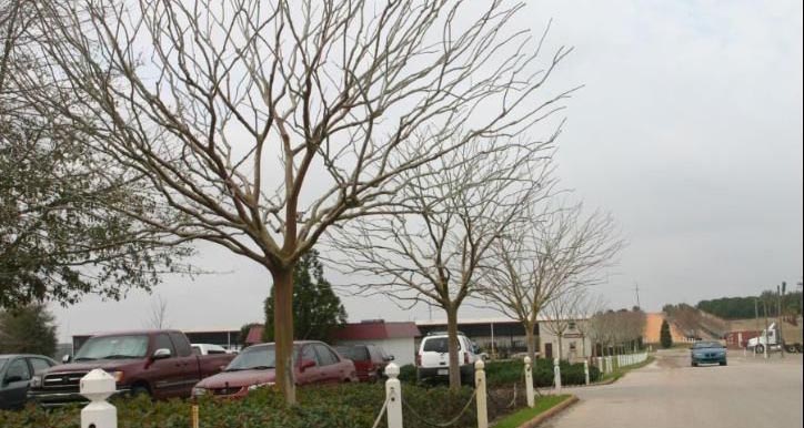 Crapemyrtle tree without foliage but with a large canopy and located on a parking lot median.