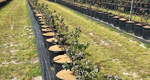 Rows of containerized blueberry bush plants, positioned with tarp underneath and irrigation pipes closely overhead.