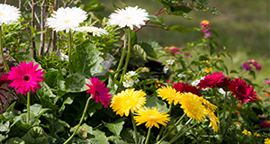 Ornamental flowers.