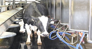 Cow in a milking parlor.