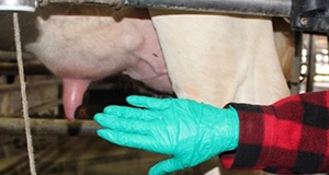 A gloved hand near a cow udder.