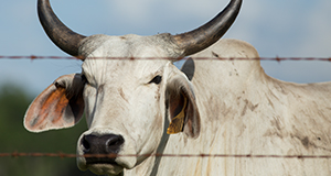 A bull in Ona, Florida.