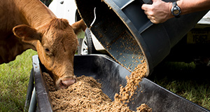 Cattle being fed grain at the Beef Teaching Unit.