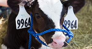 A dairy calf.