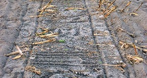 Class AA biosolids (black colored granules) land-applied to a corn field prior to planting.