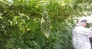 Six-foot tall trellis systems providing support for bitter melon vines