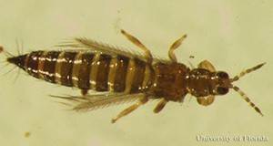 Dorsal view of an adult common blossom thrips, Frankliniella schultzei Trybom.