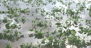 Flooded squash plants.